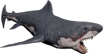 Shark.png