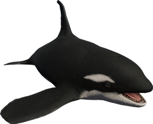 Killer Whale.png