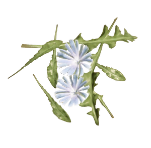 Chicory.png