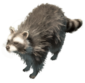 Raccoon.png