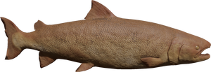 Salmon Dried.png