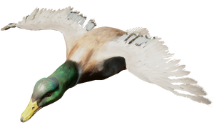 Duck2.png